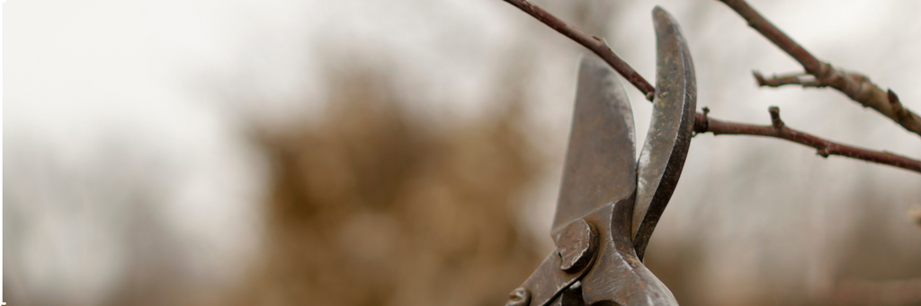 Pruning Shrubs Damaged by Winter Snows and Spring Ice Storm.