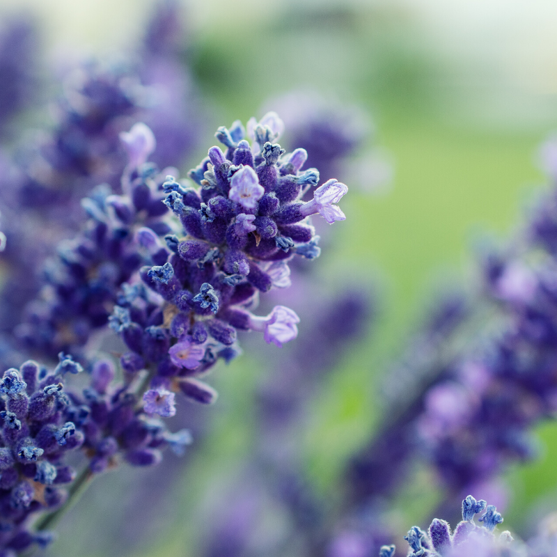 Growing Lavender in Ontario: Planting, Care & Best Varieties
