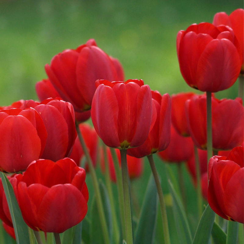 Plant Fall Bulbs Now