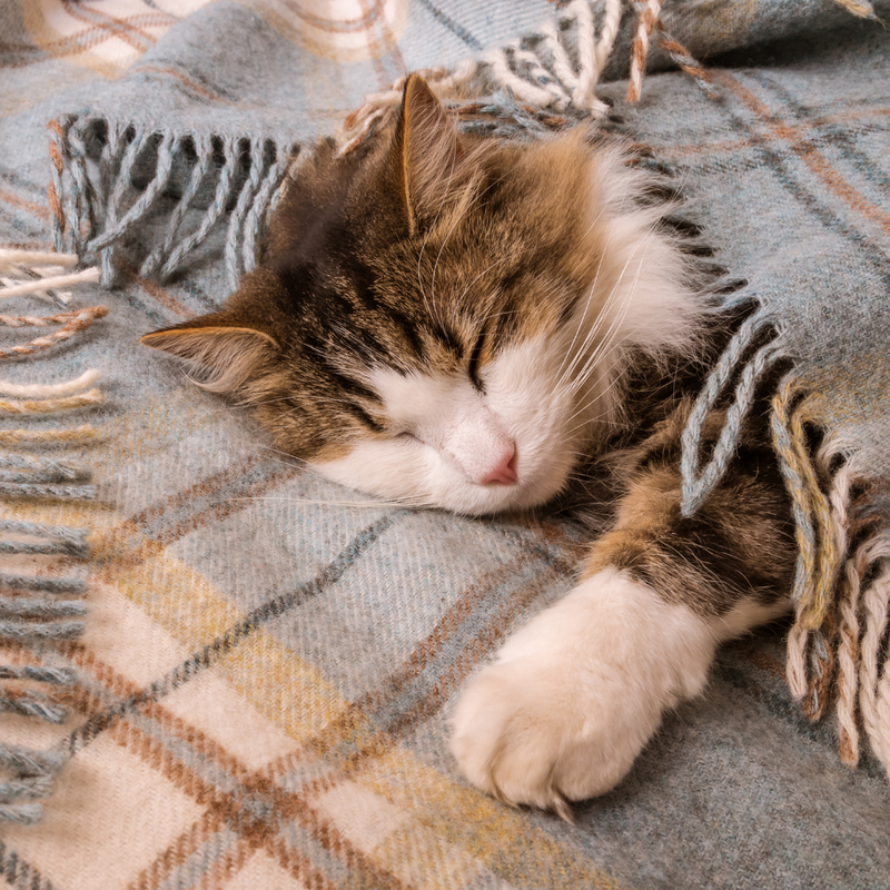 Cozy Wool Blankets & Slippers